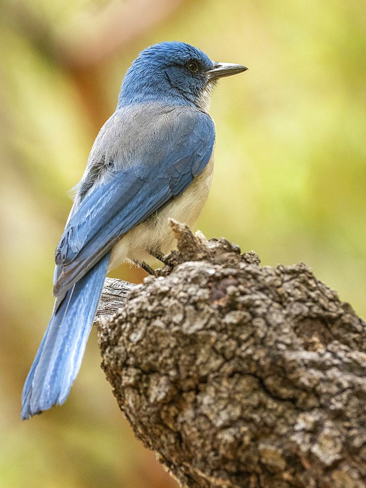 An adult Mexican jay (Aphelocoma wollweberi), Big Bend National Park, Texas, United States of America, North America