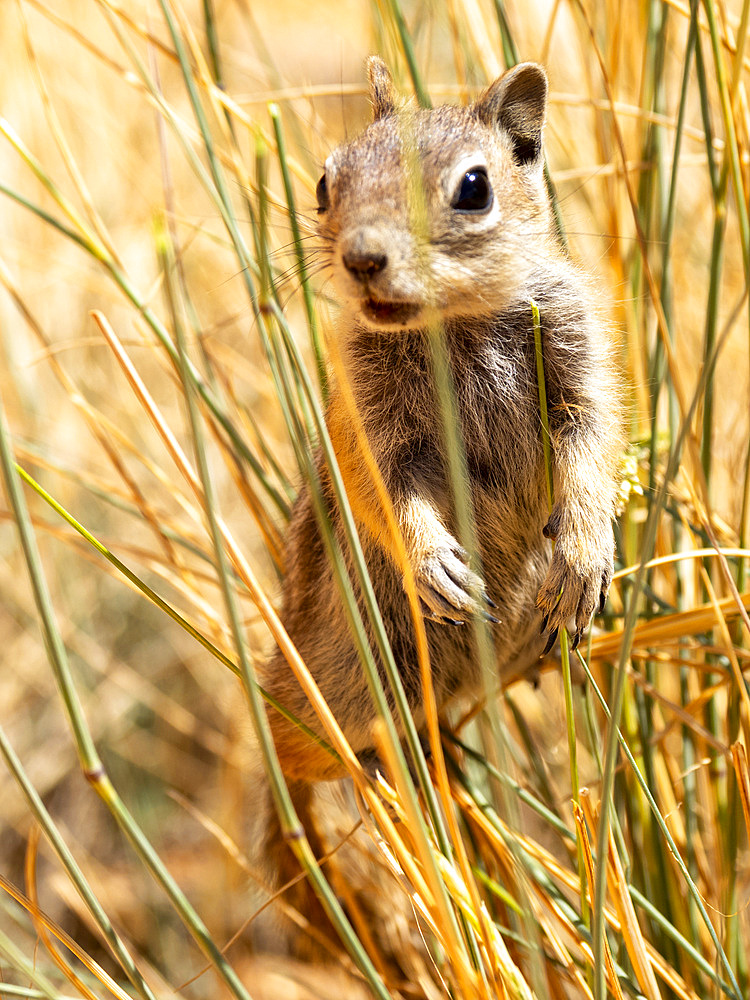 An adult golden-mantled ground squirrel (Callospermophilus lateralis), in Bryce Canyon National Park, Utah, United States of America, North America