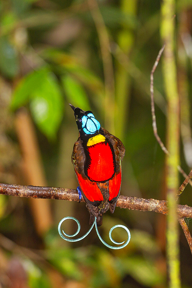 A male Wilson's bird-of-paradise (Cicinnurus respublica), in courtship display on Waigeo Island, Raja Ampat, Indonesia, Southeast Asia, Asia