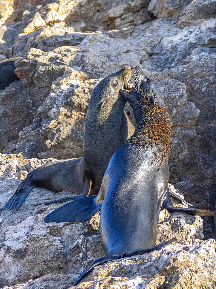 Guadalupe fur seals (Arctocephalus townsendi), at new haul out on Las Animas Island, Baja California Sur, Sea of Cortez, Mexico, North America