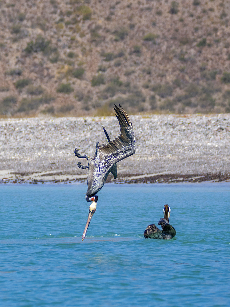 Adult brown pelicans (Pelecanus occidentalis), plunge diving for fish, Isla Carmen, Baja California Sur, Mexico, North America