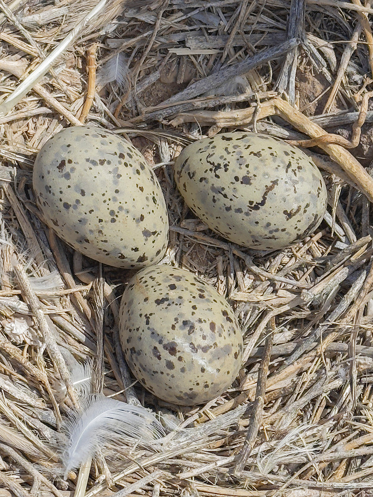 Yellow-footed gull (Larus livens), eggs in nest on Isla Coronado, Baja California Sur, Sea of Cortez, Mexico, North America