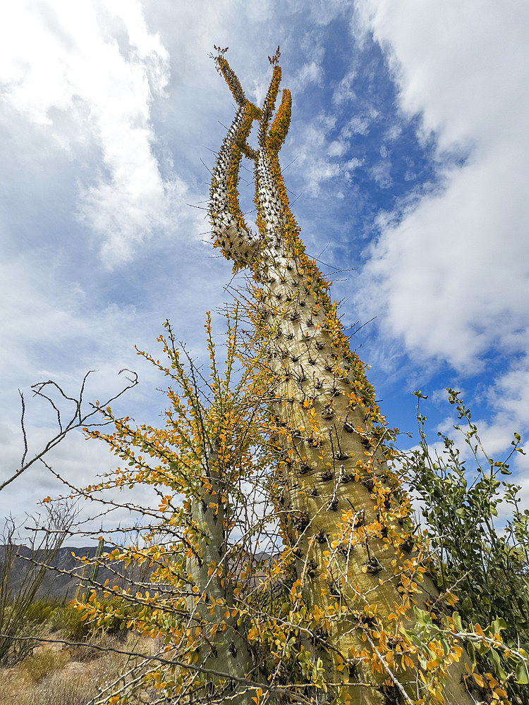 Boojum tree (Fouquieria columnaris), just outside Bahia de los Angeles, Baja California, Sea of Cortez, Mexico, North America