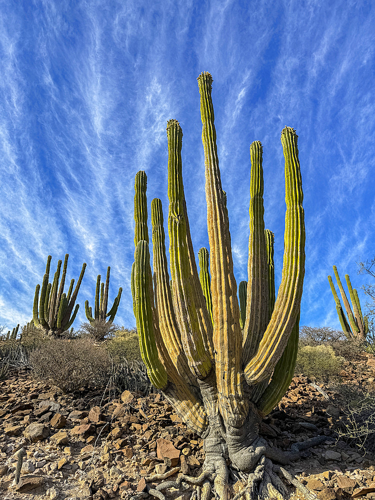 Mexican giant cardon (Pachycereus pringlei), on Isla San Esteban, Baja California, Sea of Cortez, Mexico, North America