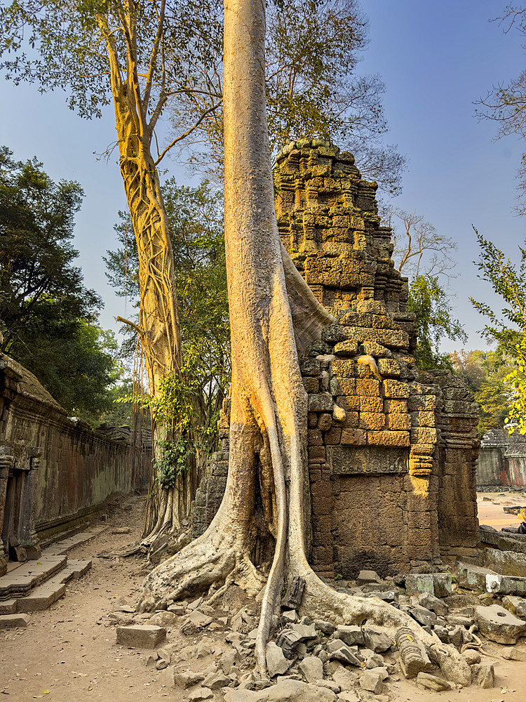 Ta Prohm Temple, a Mahayana Buddhist monastery built in the late 12th century for Khmer king Jayavarman VII, Angkor, UNESCO World Heritage Site, Cambodia, Indochina, Southeast Asia, Asia