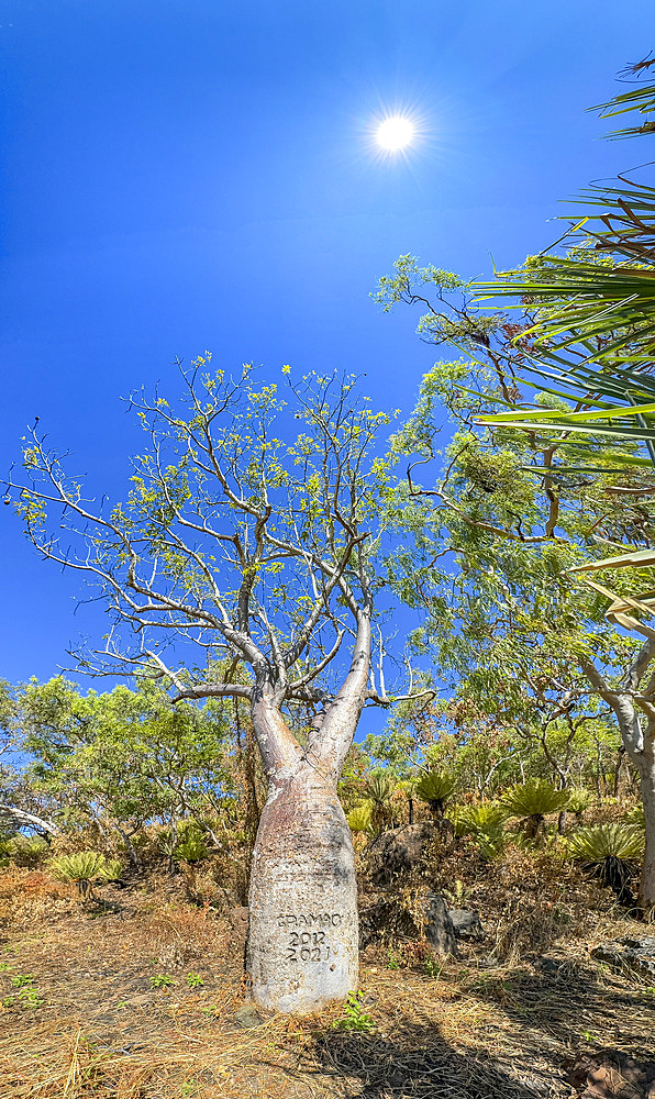 Panoramic of a huge boab tree (Adansonia gregorii), growing in Careening Bay, Kimberley, Western Australia, Australia, Pacific