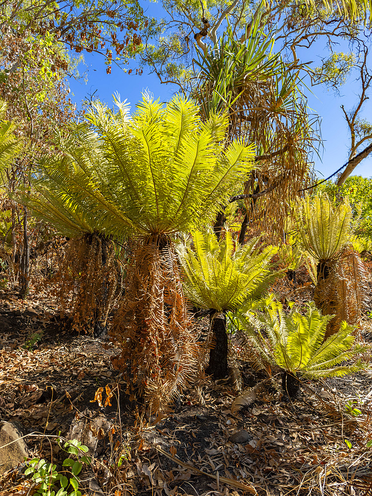 Cycads, a dioecious tree belonging to the order Cycadales found on Bigge Island, Kimberley, Western Australia, Australia, Pacific