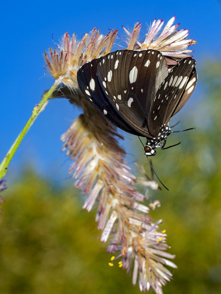 An adult common crow butterfly, Euploea core, in Vansittart Bay, Kimberley, Western Australia, Australia, Pacific