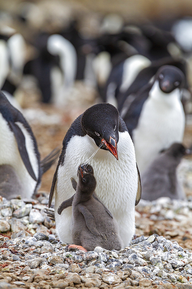 Adelie penguin (Pygoscelis adeliae), feeding chick at breeding colony at Brown Bluff, Antarctic Peninsula, Antarctica, Polar Regions