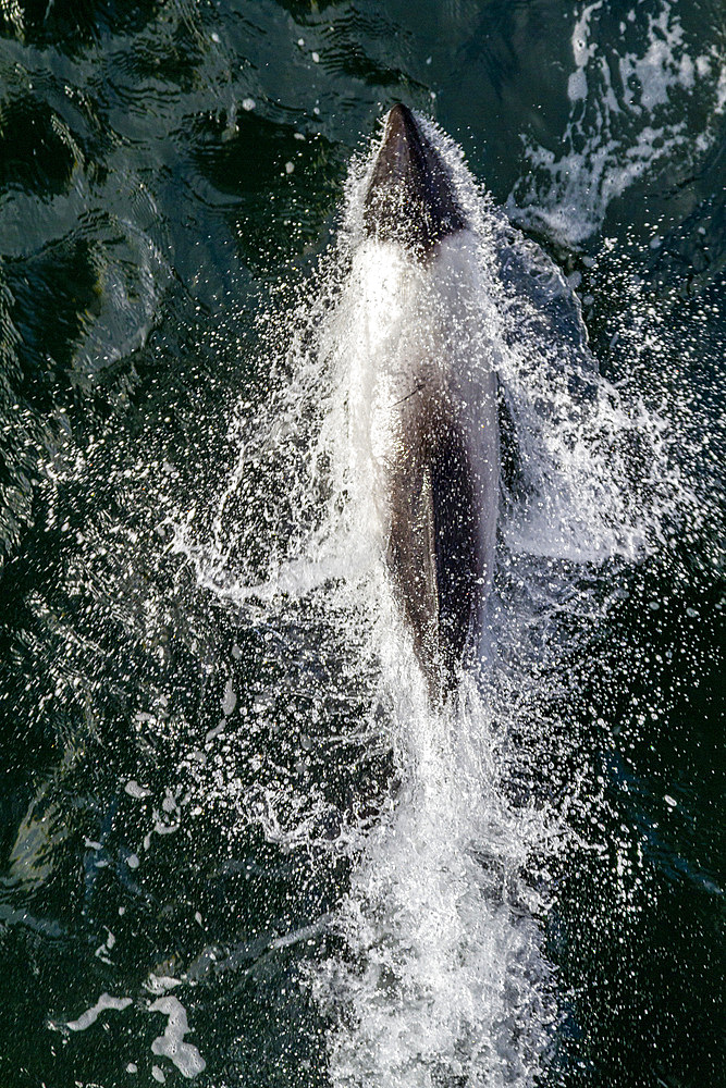 Adult Commerson's dolphin (Cephalorhynchus commersonii), bow-riding in the Falkland Islands, South America