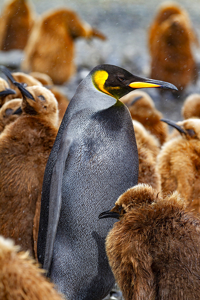 A rare melanistic king penguin (Aptenodytes patagonicus), feeding its okum boy chick at Fortuna Bay, South Georgia Island, Polar Regions