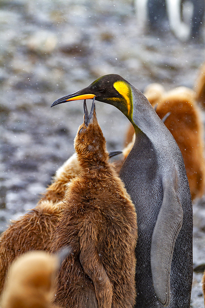 A rare melanistic king penguin (Aptenodytes patagonicus), feeding its okum boy chick at Fortuna Bay, South Georgia Island, Polar Regions