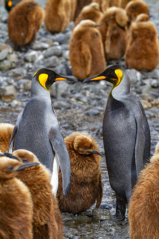 A rare melanistic king penguin (Aptenodytes patagonicus), feeding its okum boy chick at Fortuna Bay, South Georgia Island, Polar Regions