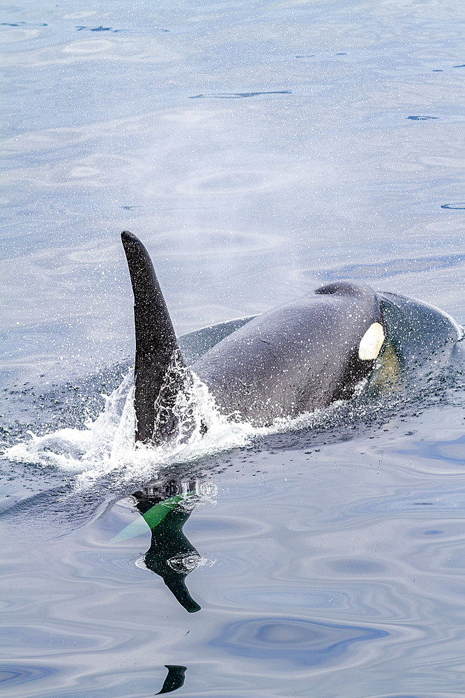 An adult bull killer whale (Orcinus orca) surfacing in Johnstone Strait, British Columbia, Canada, Pacific Ocean, North America