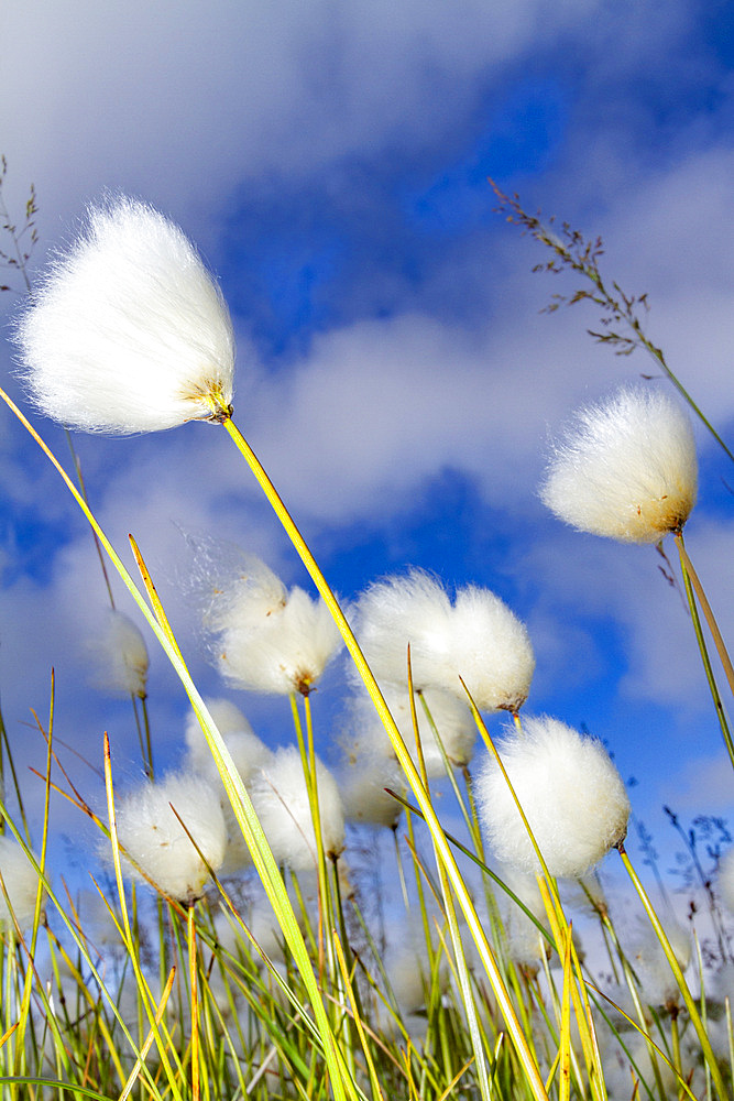 A large stand of Arctic cotton (Eriophorum callitrix) in Franz Josef Land, Russia, Arctic Ocean.