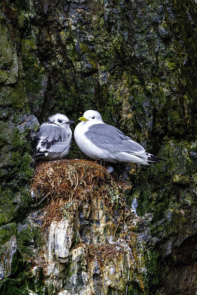 Adult black-legged kittiwake (Rissa tridactyla) on nest with chick in the Svalbard Archipelago, Barents Sea, Norway, Arctic, Europe