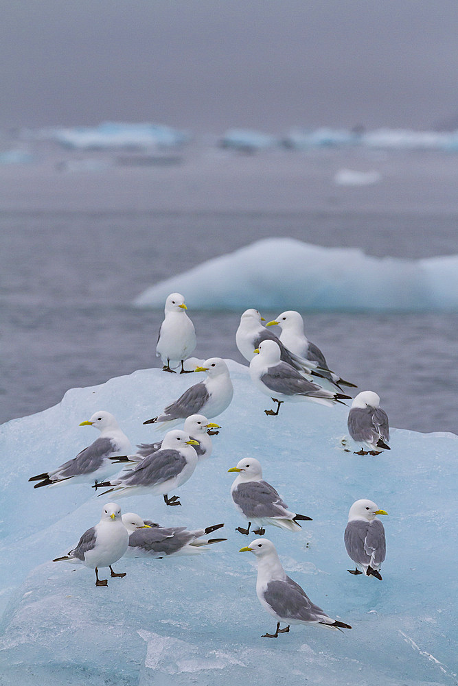 Adult black-legged kittiwakes (Rissa tridactyla) resting on ice in the Svalbard Archipelago, Barents Sea, Norway.