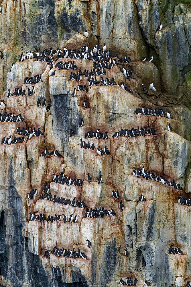 Brunnich's guillemot (Uria lomvia) breeding and nesting site at Cape Fanshawe in the Svalbard Archipelago, Norway, Arctic, Europe