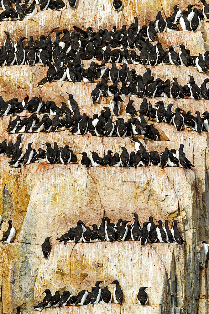 Brunnich's guillemot (Uria lomvia) breeding and nesting site at Cape Fanshawe in the Svalbard Archipelago, Norway, Arctic, Europe