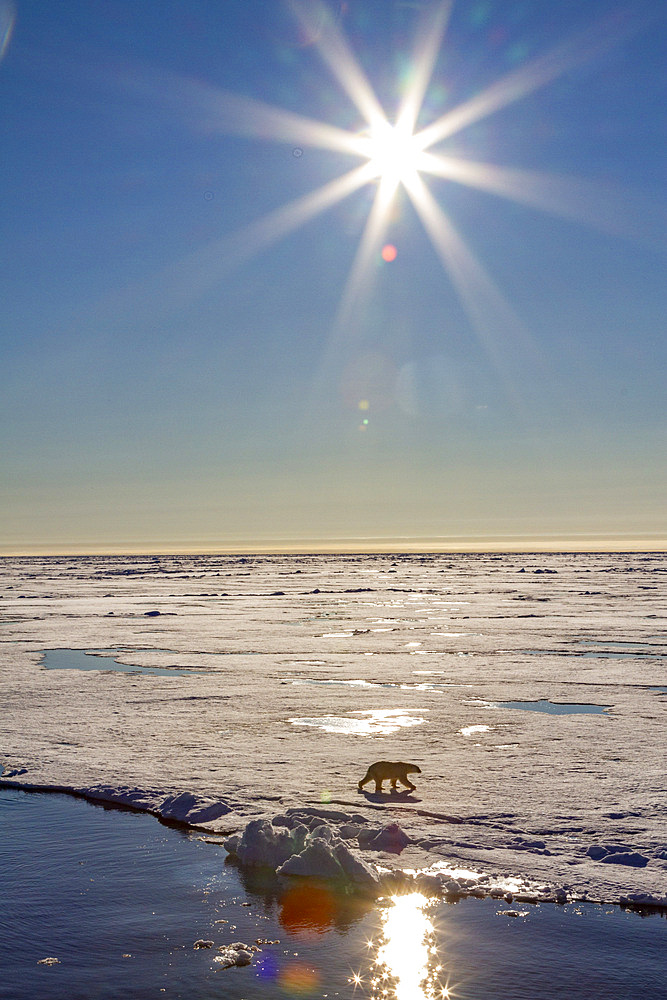 An adult polar bear (Ursus maritimus) on ice floe under bright sun burst in the Svalbard Archipelago, Norway, Arctic, Europe