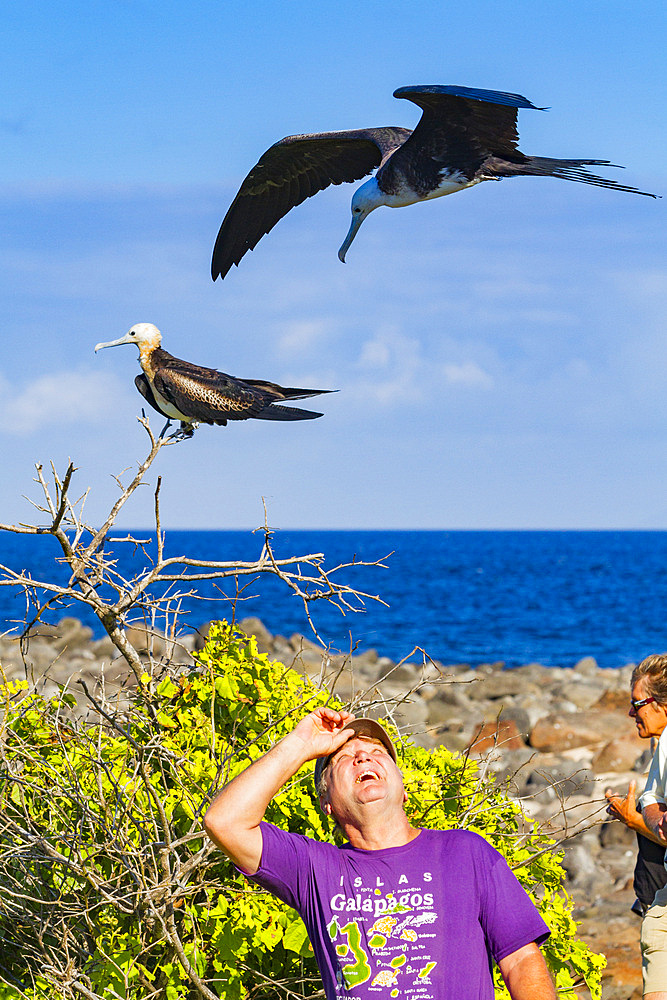 Great frigatebird (Fregata minor) in flight near guests on North Seymour Island in the Galapagos Islands, UNESCO World Heritage Site, Ecuador, South America