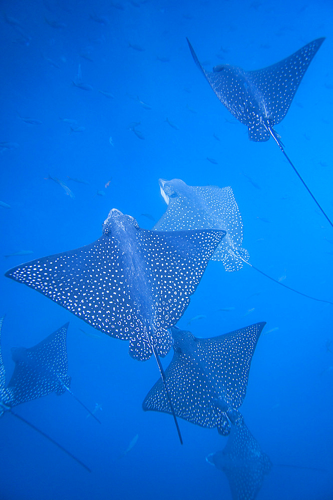 Spotted eagle rays (Aetobatus narinari) underwater at Leon Dormido Island off San Cristobal Island, Galapagos, UNESCO World Heritage Site, Ecuador, South America