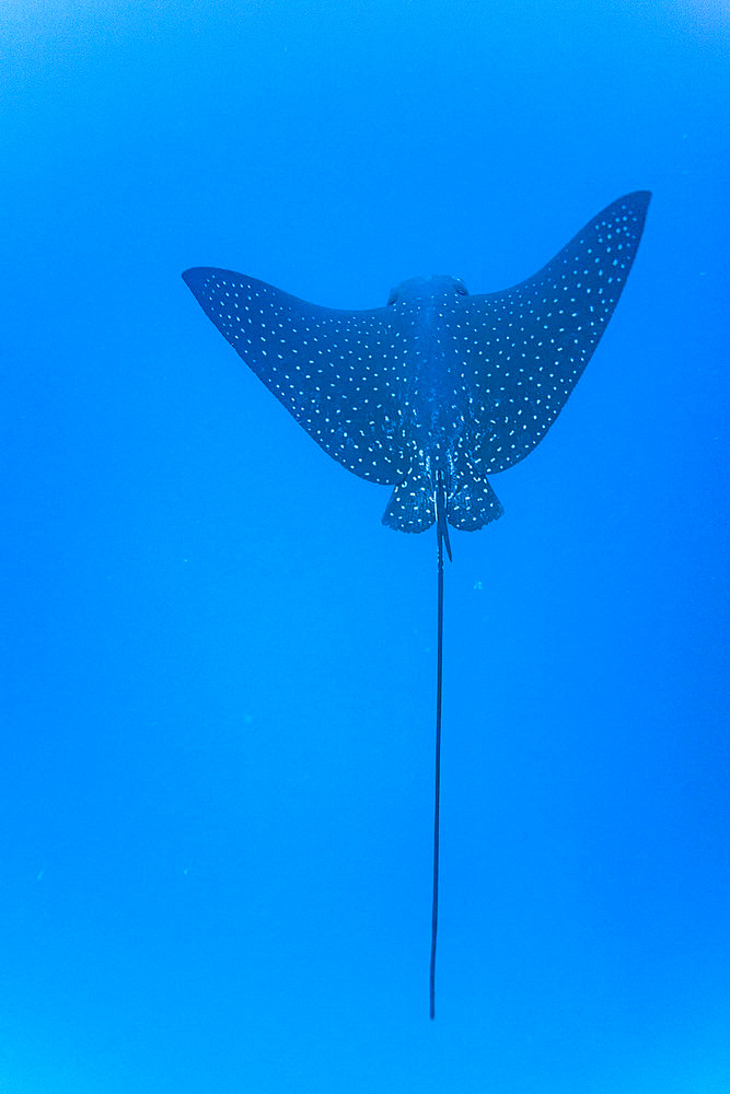 Spotted eagle ray (Aetobatus narinari) underwater at Leon Dormido Island off San Cristobal Island, Galapagos, UNESCO World Heritage Site, Ecuador, South America