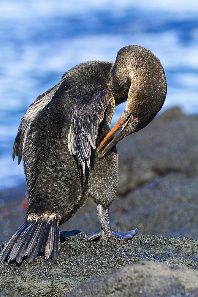 Flightless cormorant (Nannopterum harrisi) perching on Zodiac in the Galapagos Island Group, UNESCO World Heritage Site, Ecuador, South America