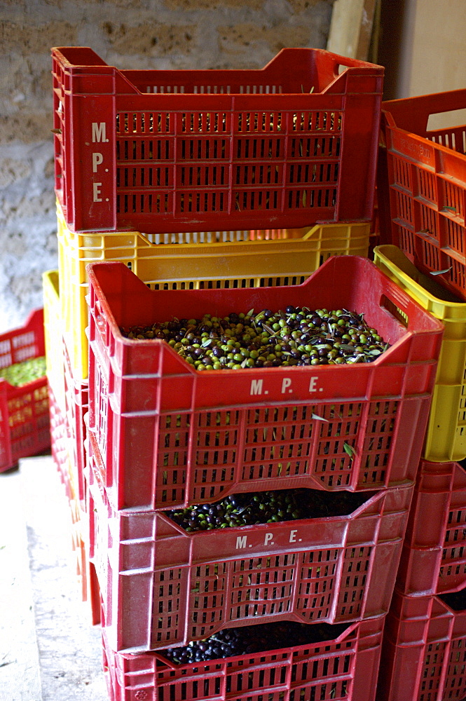 Red boxes filled with olives, Umbria, Italy