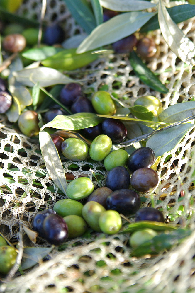 Olives on a net, Umbria, Italy