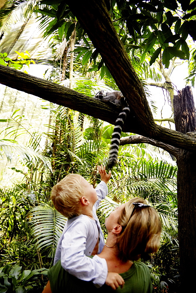 Mother and son watching at a ring-tailed lemur, Zoo, Singapore