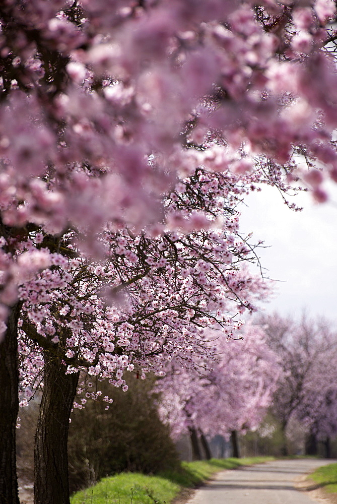 Almond trees in blossom near Bockenheim, Weinstrasse, Rhineland-Palatinate, Germany, Europe