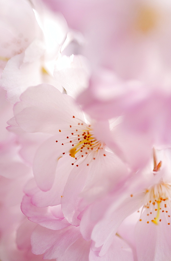 Flowering cherry, Prunus Accolade, Deutschland, Germany, Europe