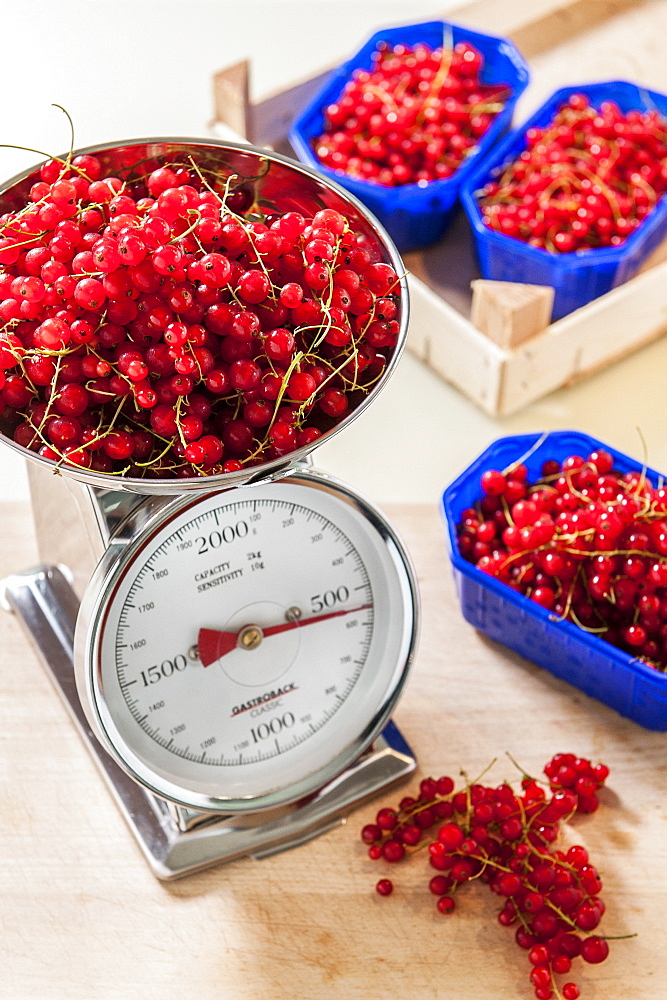 Weighing redcurrants, making jam, Hamburg, Germany