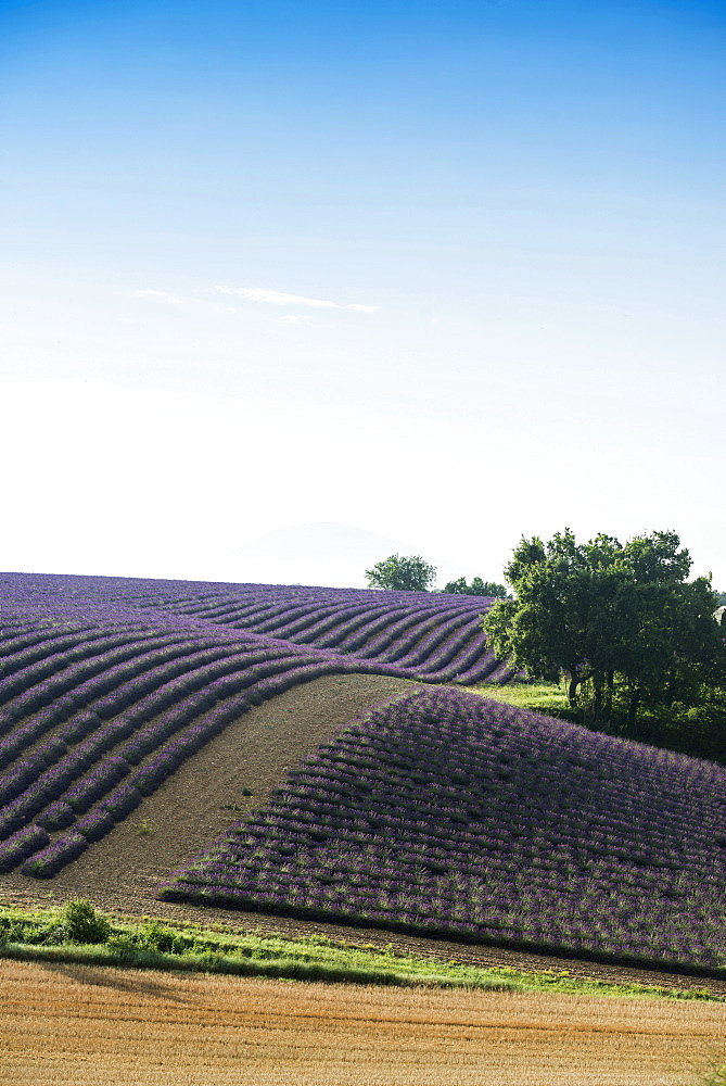 lavender field, near Valensole, Plateau de Valensole, Alpes-de-Haute-Provence department, Provence, France