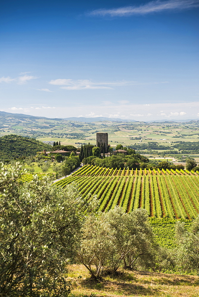 Argiano vinery, near Montalcino, province of Siena, Tuscany, Italy