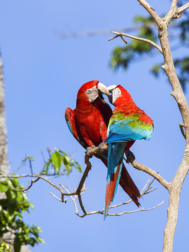 Red-and-green Macaws in rainforest, Ara chloroptera, Tambopata National Reserve, Peru, South America