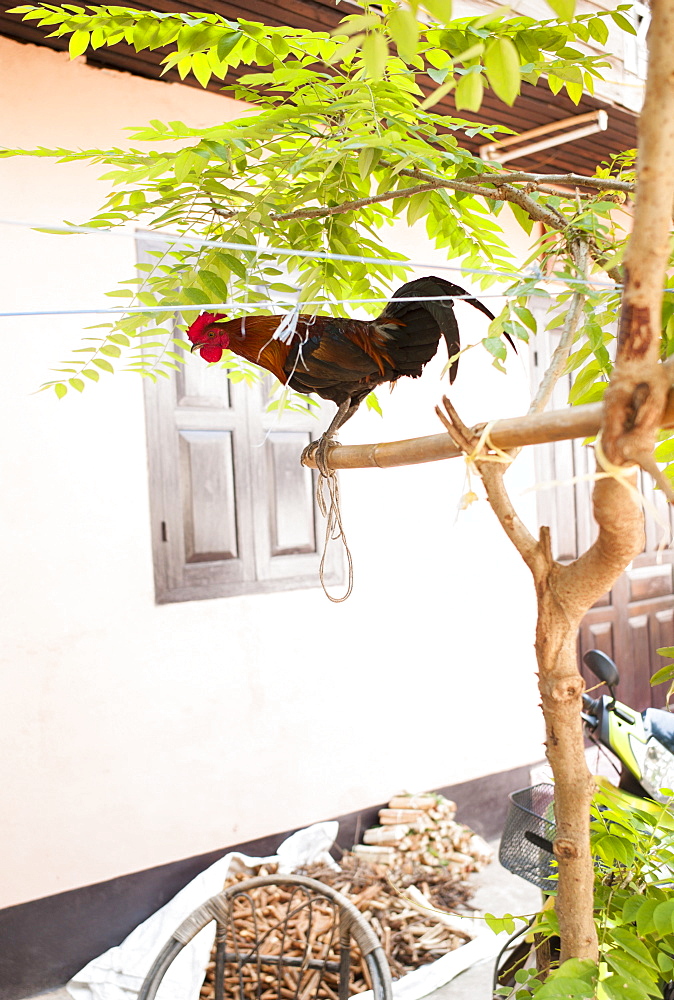 Tied cock in a tree, Luang Prabang, Laos