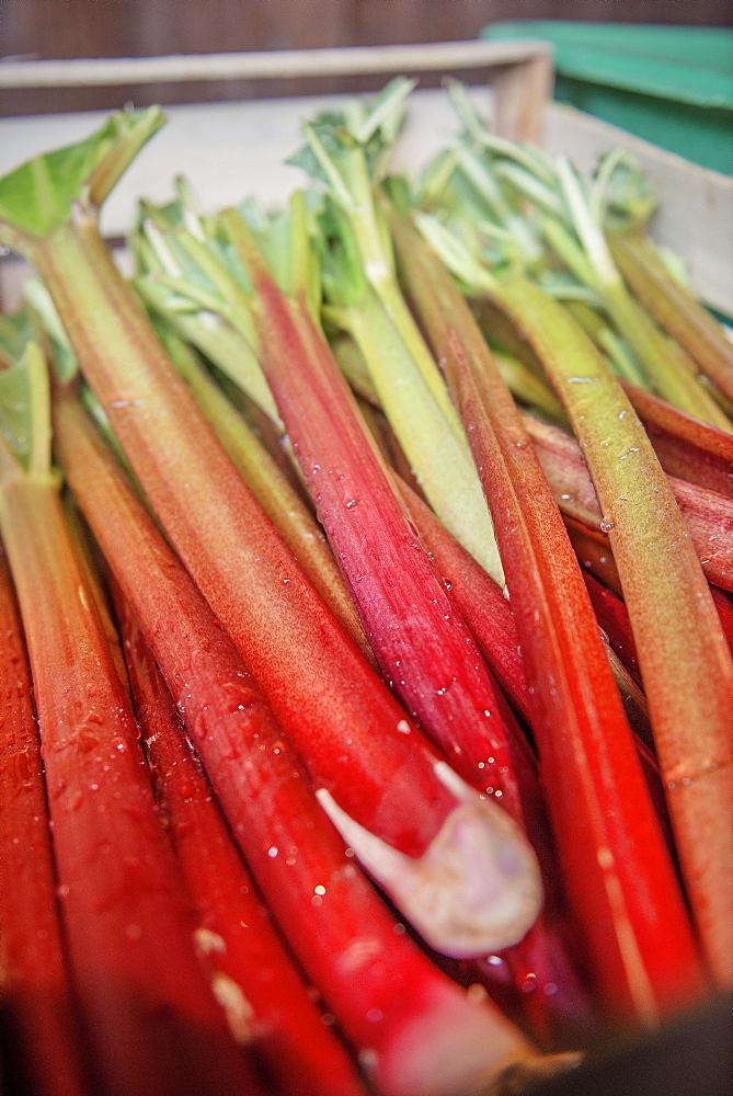 freshly harvested rhubarb ready for processing as liquor, fine spirits from Boetzingen, Black Forest, Baden-Wuerttemberg, Germany