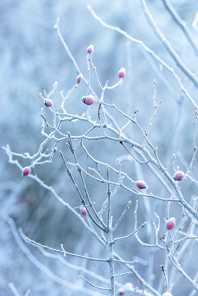 white frost on a bush in Vellberg, Schwaebisch Hall, Baden-Wuerttemberg, Germany