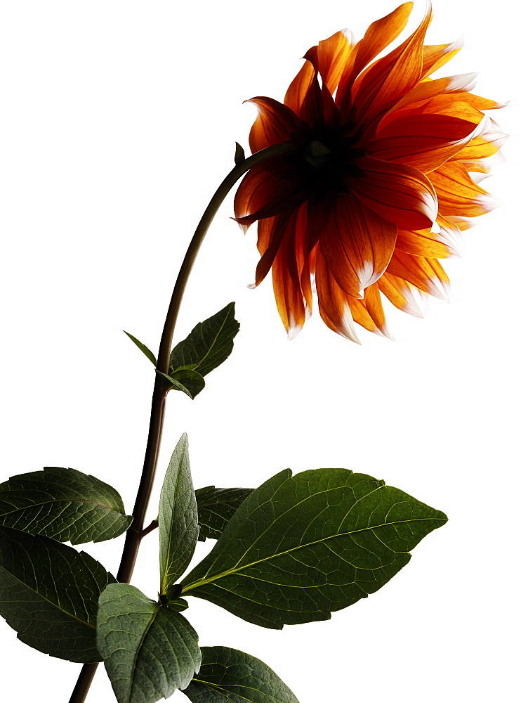 Orange dahlia in full blossom, Flower