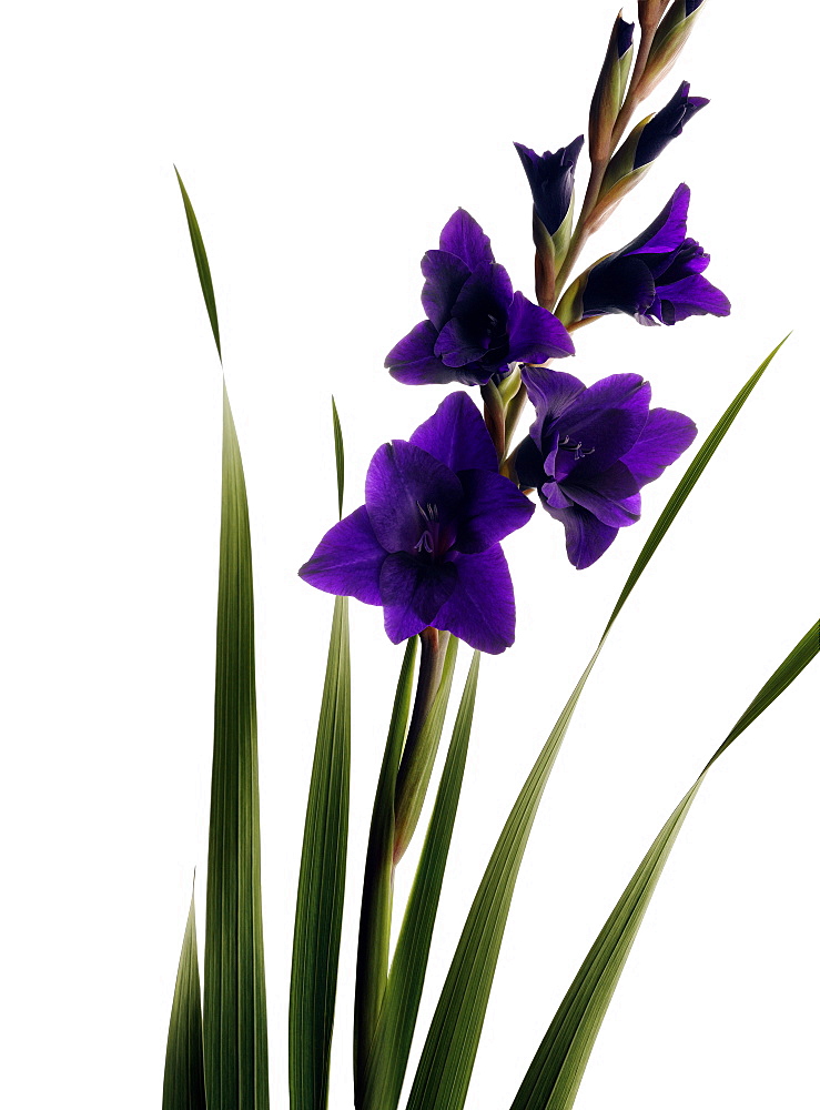 Gladiolus with purple flowers, Iris, Flower