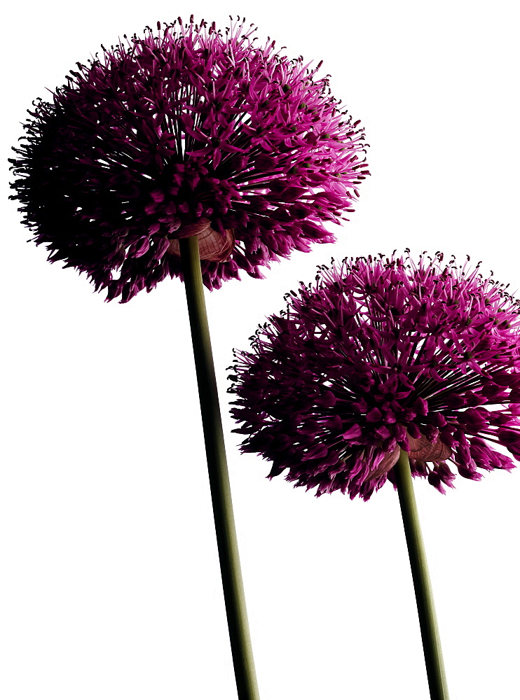 Flowering chives, Blossom, Flower