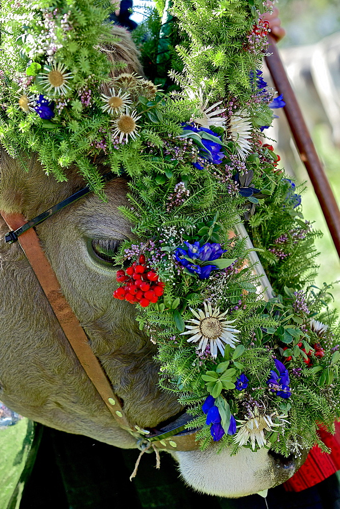 Traditional decorated cattle, Viehscheid, Allgau, Bavaria, Germany