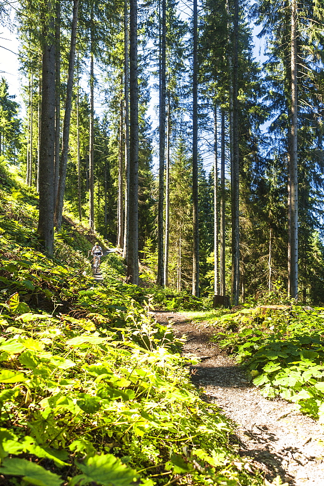 Mountainbiker in the woods, Garmisch-Partenkirchen, Bavaria, Germany