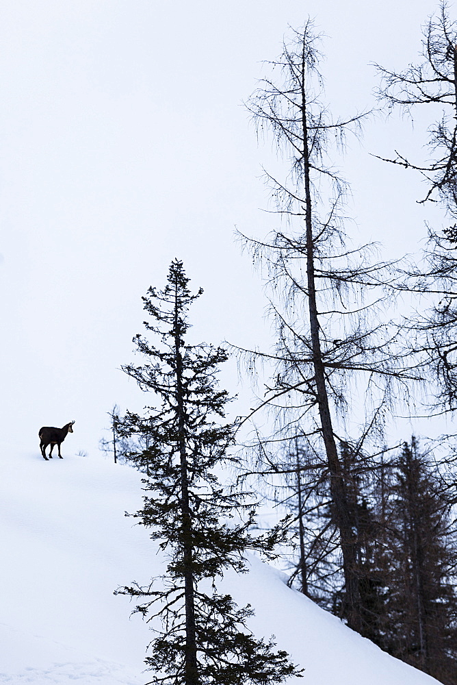 chamois, Tennegebirge Salzburg, Austria