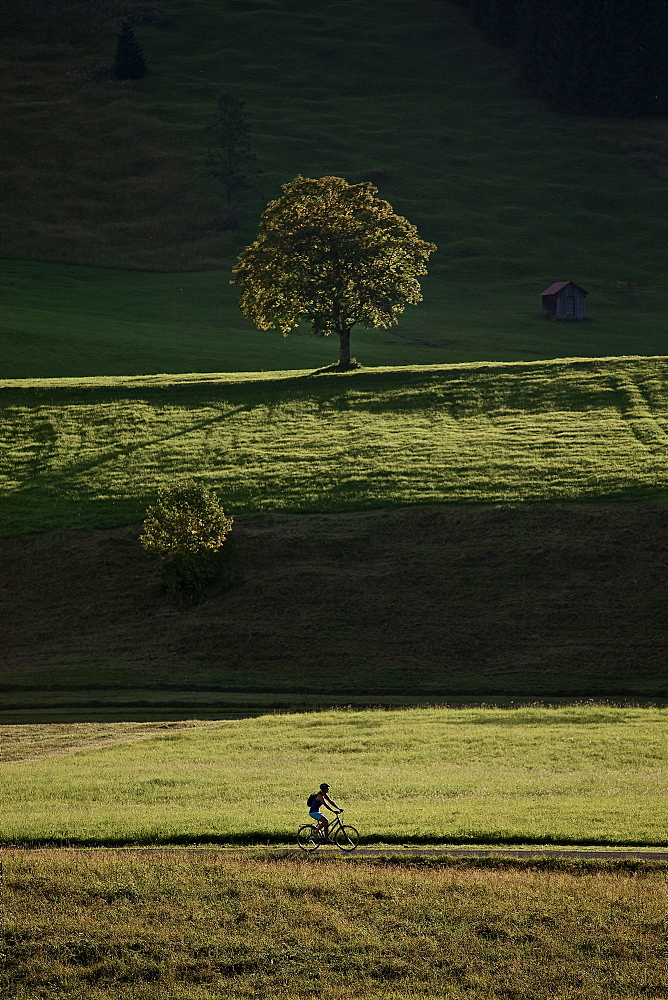 Young woman riding her bike near a meadow on a sunny day, Tannheimer Tal, Tyrol, Austria