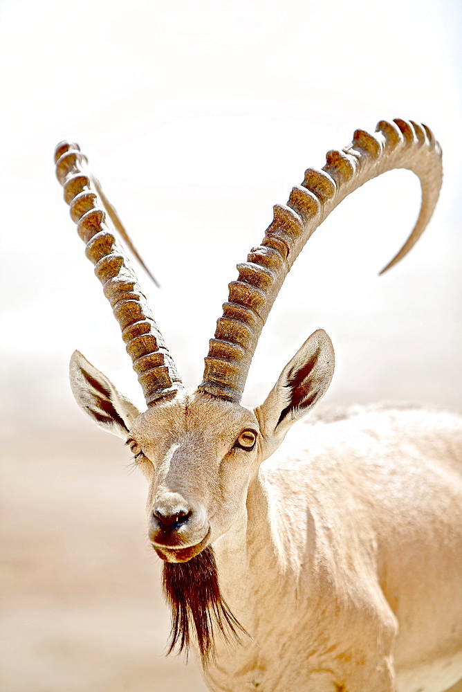 Wild goat, Masada, Dead Sea, Israel