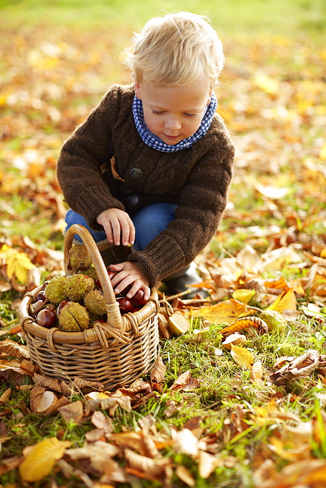 Boy, age 5, collecting chestnuts, Uffing, Staffelsee, Upper Bavaria, Bavaria, Germany