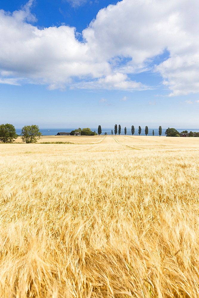 Cornfield in summer, Baltic sea, Bornholm, near Gudhjem, Denmark, Europe